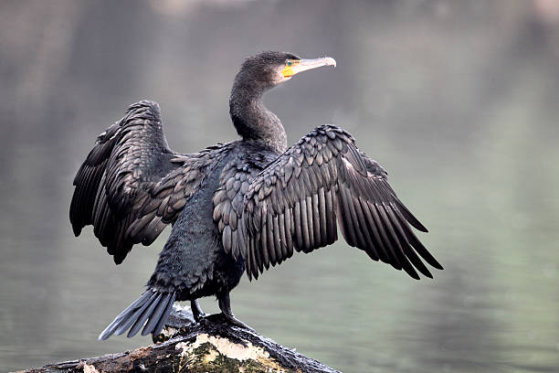 istock Cormorant, Phalacrocorax carbo 178885165