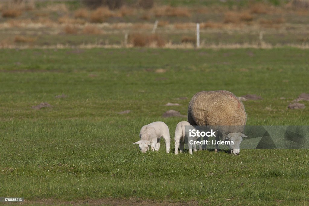 Mutter Schaf mit zwei Lämmern in einer Wiese - Lizenzfrei Agrarbetrieb Stock-Foto