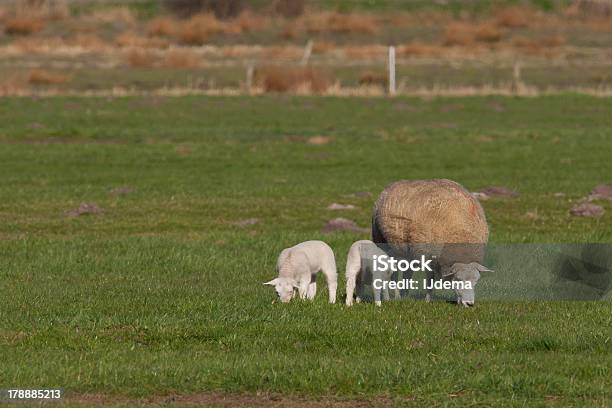 Photo libre de droit de Moutons De Mère Avec Les Deux Agneaux Dans Une Prairie banque d'images et plus d'images libres de droit de Affectueux
