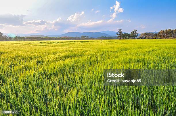 Зеленый Пшеницы Поле — стоковые фотографии и другие картинки Без людей - Без людей, Время года, Горизонтальный