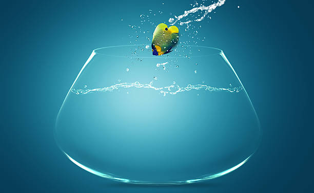 istock Angelfish jumping to other bowl 178885379