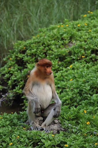 istock Male Proboscis monkey 1788855110