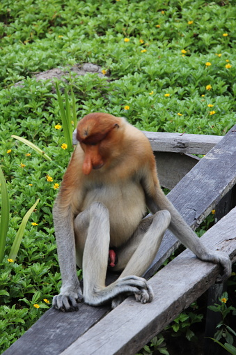 istock Male Proboscis monkey 1788855642