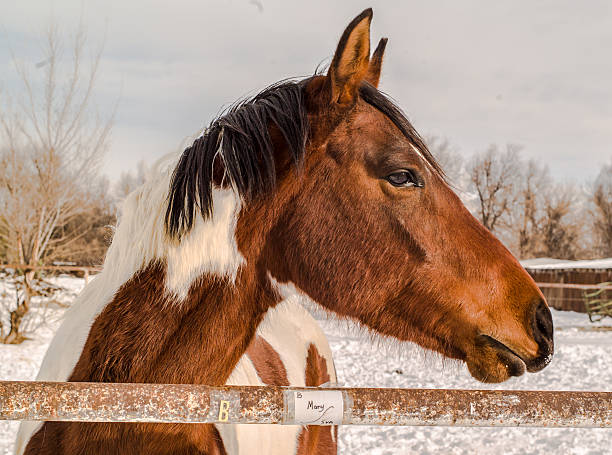 istock Horse profile in winter 178885582