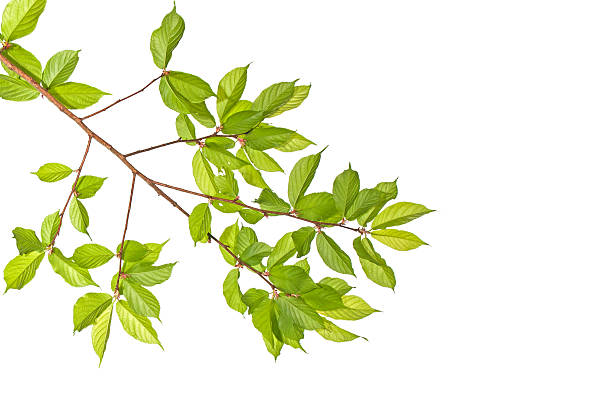 istock Branches of Prunus cerasoides 178885584