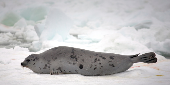 Harp seal on ice