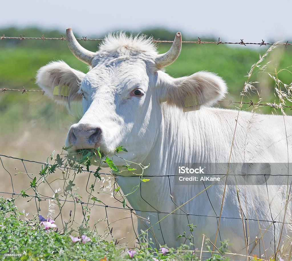 Comer de vaca - Foto de stock de Agricultura royalty-free