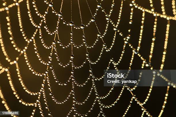 Foto de Web Em Dew e mais fotos de stock de Abstrato - Abstrato, Aracnídeo, Aranha - Aracnídeo