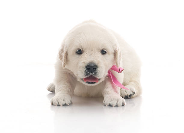 istock small cute golden retriever puppy,  on white background 178885711