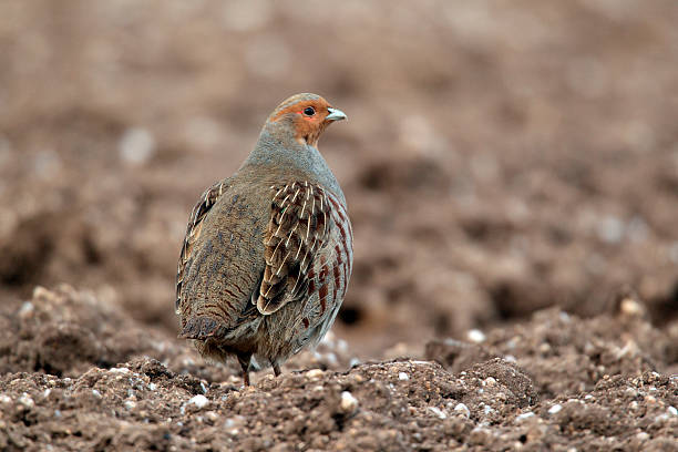 Grey partridge, Perdix Grey partridge, Perdix perdix, single male standing on ploughed field, Norfolk, winter 2010 perdix stock pictures, royalty-free photos & images