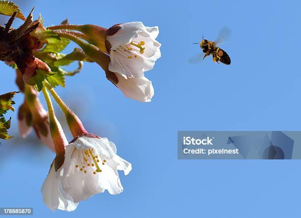 Biene Im Flug Stockfoto und mehr Bilder von Baumblüte - Baumblüte, Bestäubung, Biene