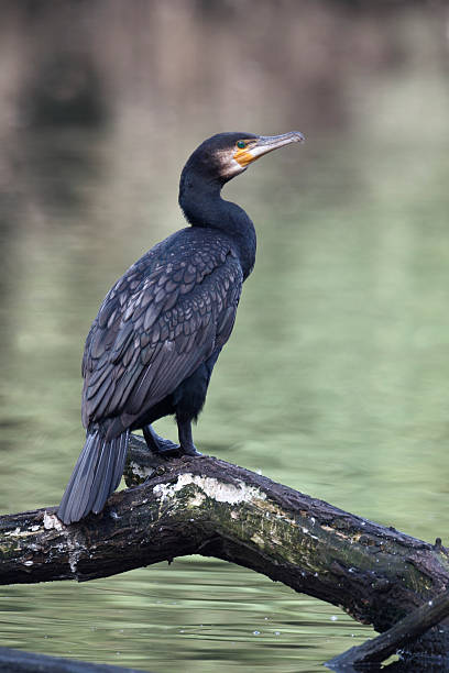 istock Cormorant, Phalacrocorax carbo 178885938
