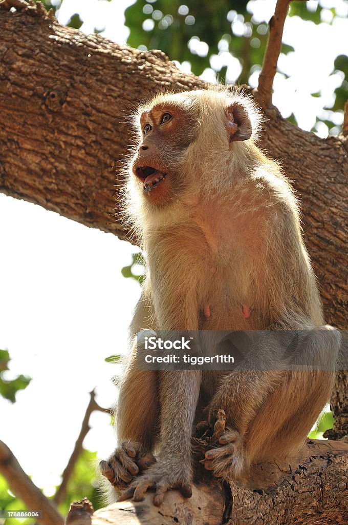 Scimmia sull'albero - Foto stock royalty-free di Ambientazione esterna