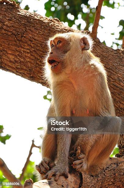 Scimmia Sullalbero - Fotografie stock e altre immagini di Ambientazione esterna - Ambientazione esterna, Amore, Animale