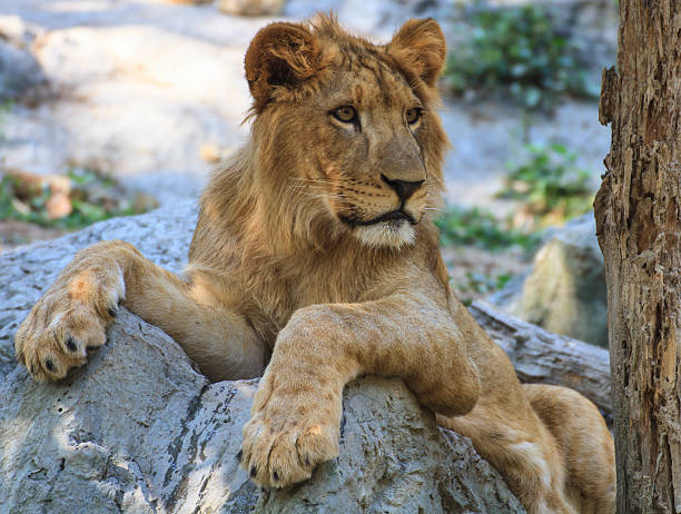 istock Portrait of a Lion 178886289