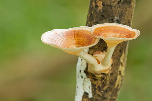 istock Mushroom in Rainforest,Thailand 178886294