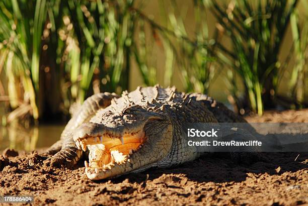 Krokodilleder In Der Sonne Stockfoto und mehr Bilder von Echte Krokodile - Echte Krokodile, Fotografie, Gestrandet