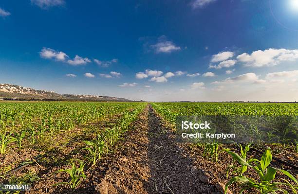 Зеленый Пшеницы Поле Лью Sky And Sun Rays — стоковые фотографии и другие картинки Весна - Весна, Время года, Всматриваться