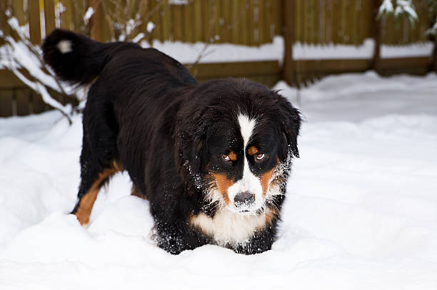 犬の人形マザー stucked 山の雪 - dog snow bernese mountain dog paw ストックフォトと画像