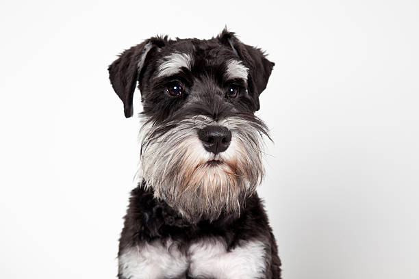 schnauzer miniatura grande plano isolado a branco - fotografia de stock