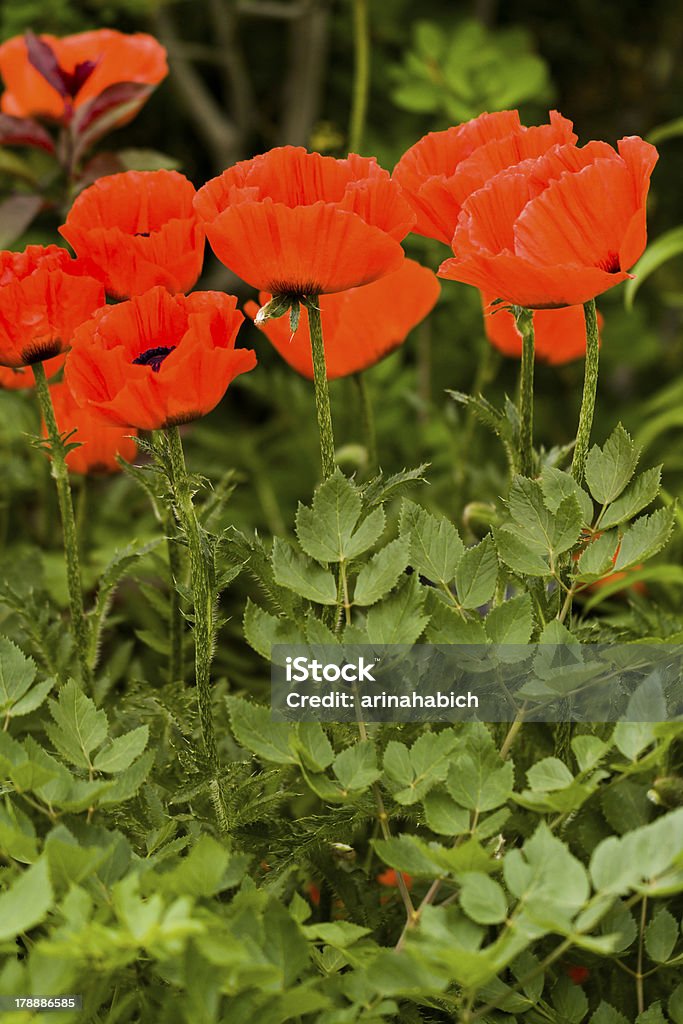 Des fleurs - Photo de Angiosperme libre de droits