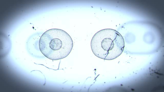 Realistic Cell Division 4 Looped