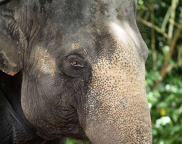 istock Close up of asian Elephant 178886742