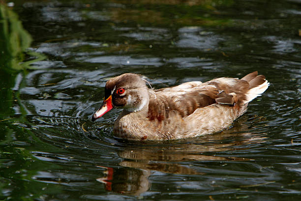 istock Drake wood duck in plumage 178887031