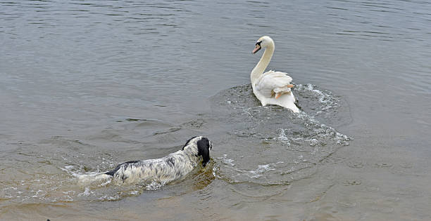 dog swims ater swan