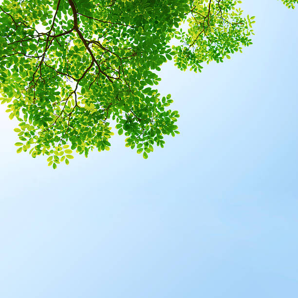 Free Stock Photo of Tree Branch With Green Leaves Against Blue Sky ...