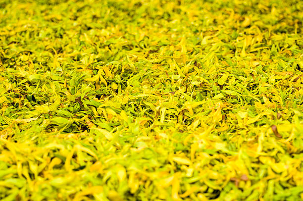 ilang pétalos/pétales de fleurs d'ylang ylang - distillation tower fotografías e imágenes de stock