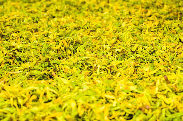 Ilang petals / Ylang ylang flower petals Ylan ylang petals are drying before distillation of the essential oil. mozambique channel stock pictures, royalty-free photos & images