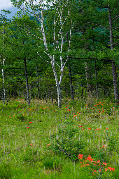 アザレアとホワイトの「バーチ」 - birch tree tree downy birch white ストックフォトと画像