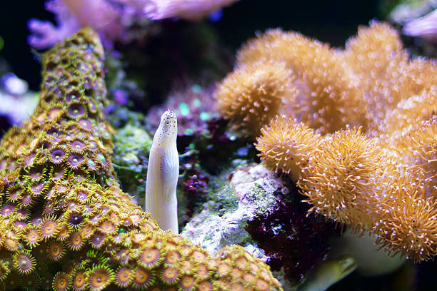 istock Eel and anemone on Great Barrier Reef 178887470