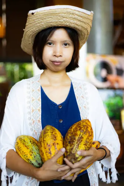 Asian Woman farmer holds the cocoa fruit in the crate. Raw Cocoa fruit pod in Farmer hands.