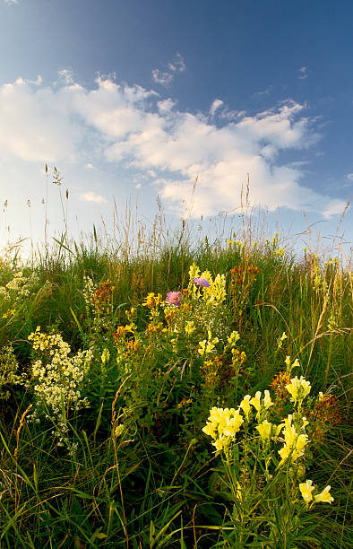 istock flowers on field under blue sky with clouds 178887571