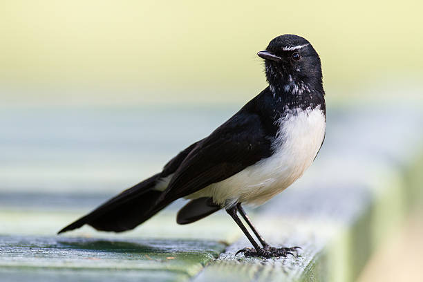 Willy Wagtail stock photo