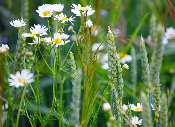 istock ears of corn in a field with flower 178887663
