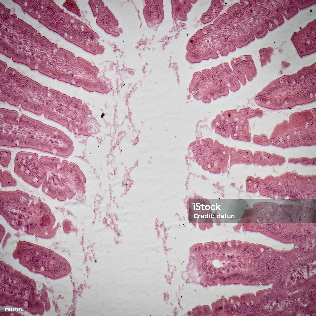 Micrografía de pequeñas intestinum tenue tejido - Foto de stock de Anatomía libre de derechos
