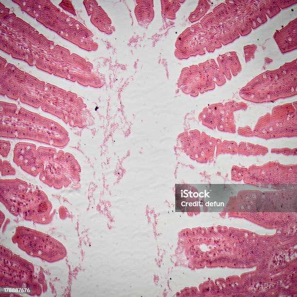 현미경 작은 Intestinum Tenue 조직 건강관리와 의술에 대한 스톡 사진 및 기타 이미지 - 건강관리와 의술, 과학, 과학 현미경 사진