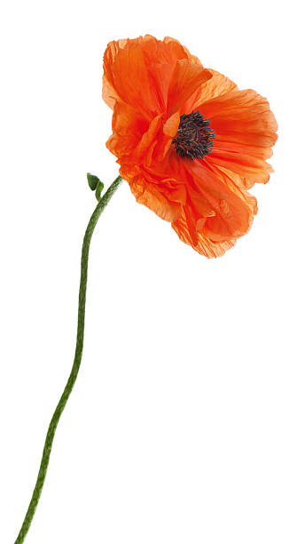 istock Single poppy isolated on white background. 178887770