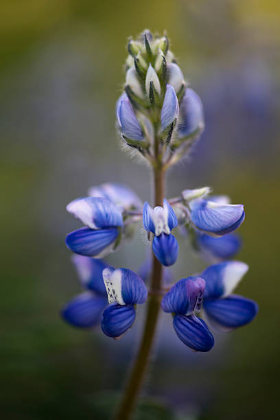 close-up of an arctic lupine flower head stock photo