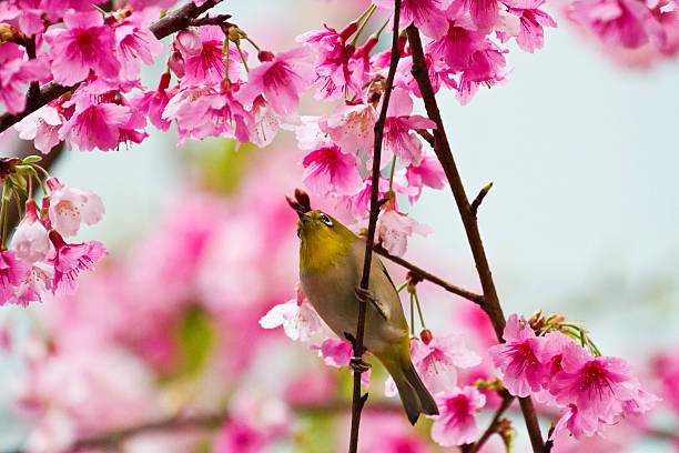istock Japanese White-eye with pink cherry blossoms 178887845