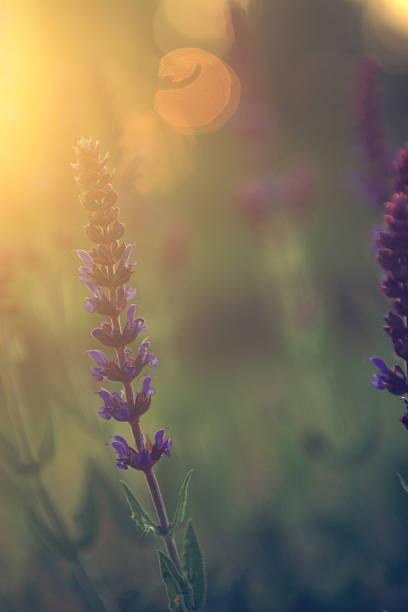 istock Vintage lavender flower 178888052