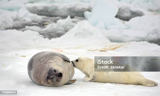 Foto de Mãe Harp Colônia De Vaca E Recémnascidos Filhote On Ice e mais fotos de stock de Alimentar