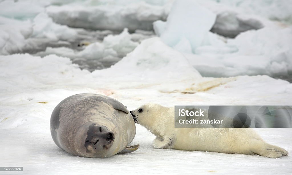 Мать Гренландский тюлень ВОЛОВЬЮ КОЖУ и новорожденных детенышей на льду - Стоковые фото Арфа роялти-фри
