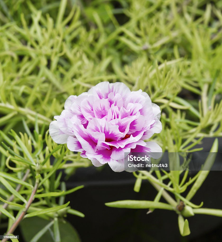 Common purslane flower Common purslane flower in the garden Blossom Stock Photo