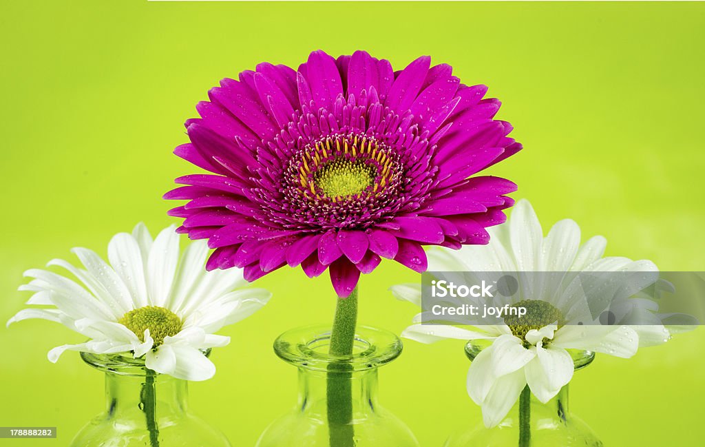 Gerber et Daisies normale - Photo de Blanc libre de droits