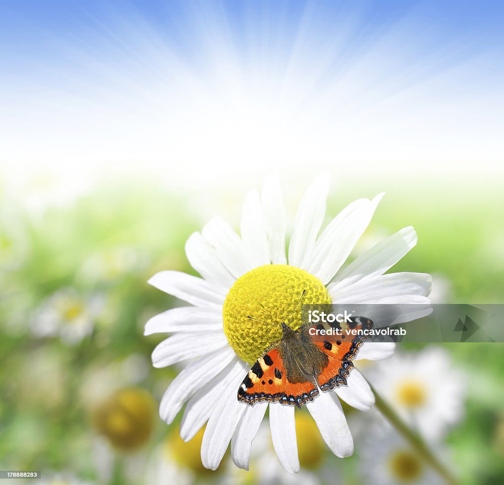 marguerites - Royalty-free Animal Foto de stock