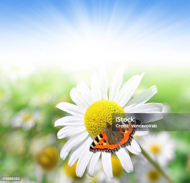 Marguerites - Fotografias de stock e mais imagens de Animal - Animal, Ao Ar Livre, Argyranthemum